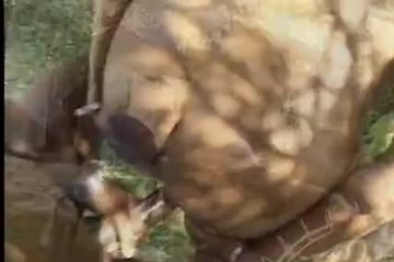 Hungry Ebony Big Ass Slut Pounding Outdoors